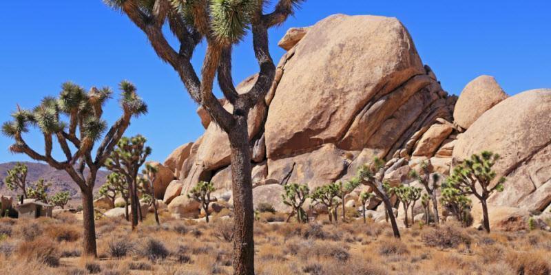 Ferienwohnung Casa De Frank Joshua Tree Exterior foto