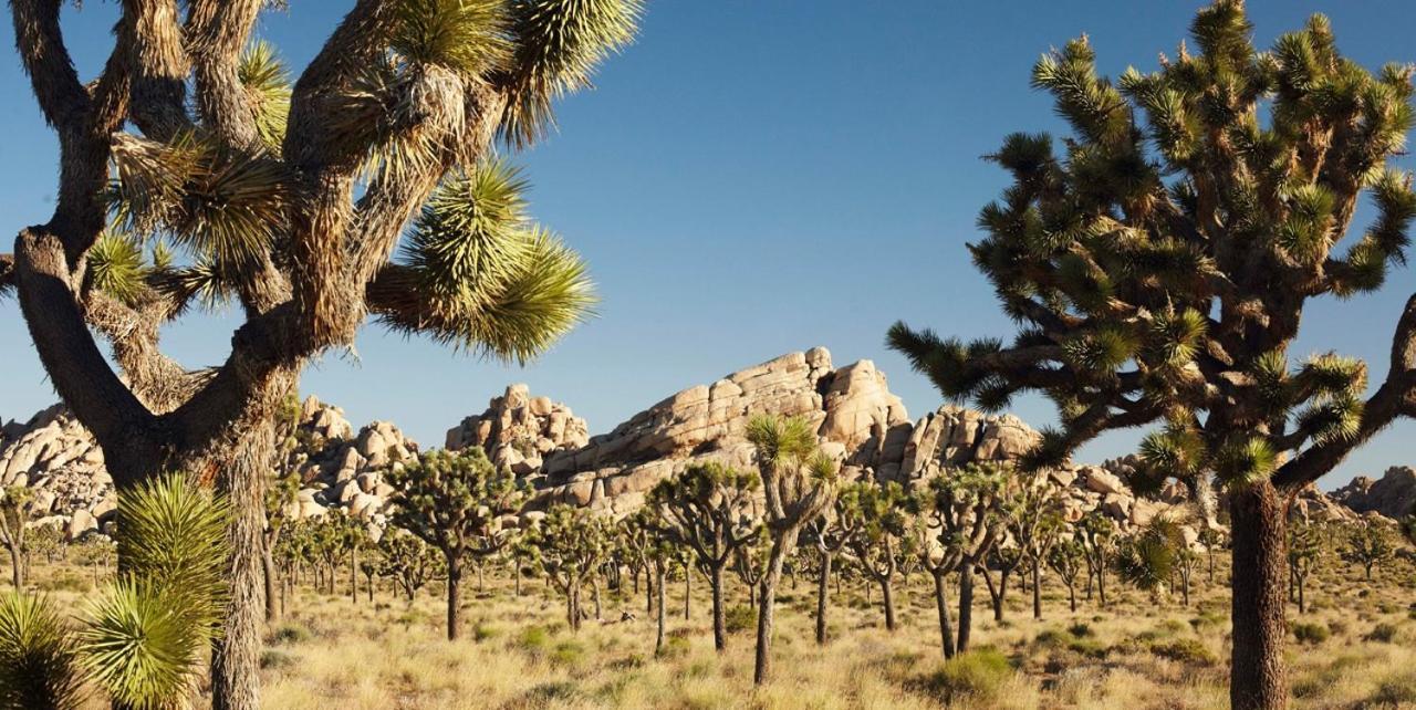 Ferienwohnung Casa De Frank Joshua Tree Exterior foto